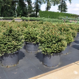 Ель обыкновенная Олендорфи (Ohlendorffii)