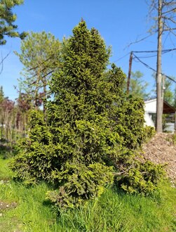 Ель обыкновенная Олендорфи (Ohlendorffii)