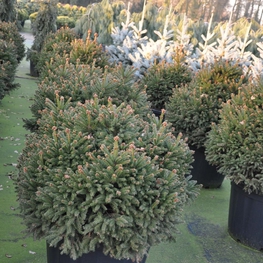 Ель обыкновенная Пигмея (Pygmaea)