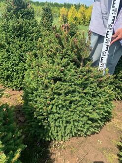 Ель обыкновенная Пигмея (Pygmaea)