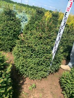 Ель обыкновенная Пигмея (Pygmaea)