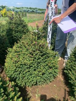 Ель обыкновенная Пигмея (Pygmaea)