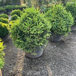 Ель обыкновенная Пигмея (Pygmaea)