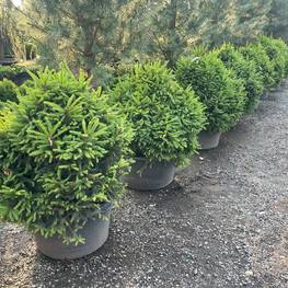 Ель обыкновенная Пигмея (Pygmaea)