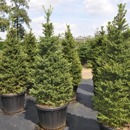 Ель обыкновенная Виллс Цверг (Will's Zwerg)