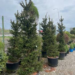 Ель обыкновенная Виллс Цверг (Will's Zwerg)