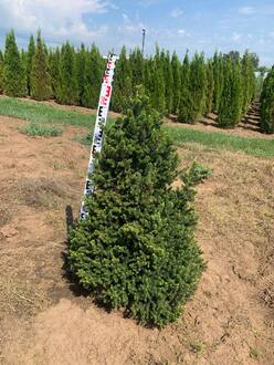 Ель обыкновенная Виллс Цверг (Will's Zwerg)