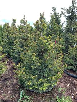 Ель обыкновенная Виллс Цверг (Will's Zwerg)