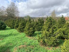 Ель обыкновенная Виллс Цверг (Will's Zwerg)