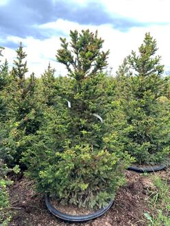 Ель обыкновенная Виллс Цверг (Will's Zwerg)