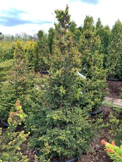 Ель обыкновенная Виллс Цверг (Will's Zwerg)