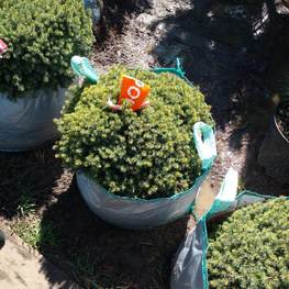 Ель канадская Эхининиформис (Echiniformis)