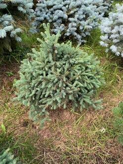 Ель канадская Эхининиформис (Echiniformis)