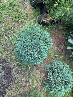 Ель канадская Эхининиформис (Echiniformis)