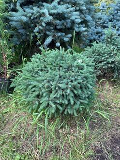 Ель канадская Эхининиформис (Echiniformis)