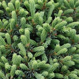 Ель канадская Эхининиформис (Echiniformis)