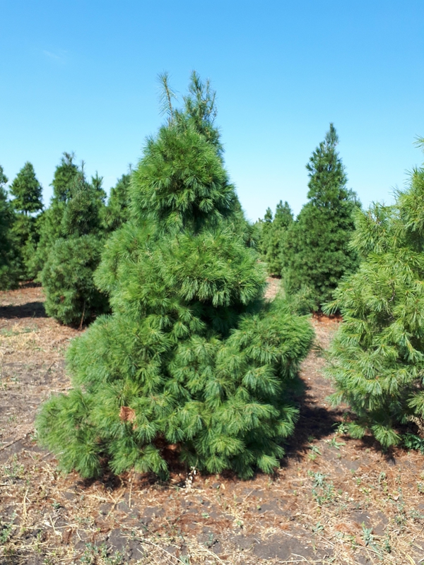 Сосна веймутова Экстра Пинус стробус Экстра (Pinus strobus Extra)