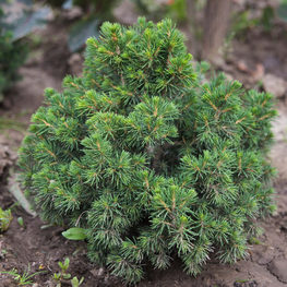 Ель обыкновенная Томпа (Tompa)