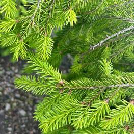 Ель обыкновенная Форманек (Formanek)