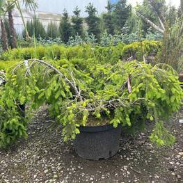 Ель обыкновенная Форманек (Formanek)