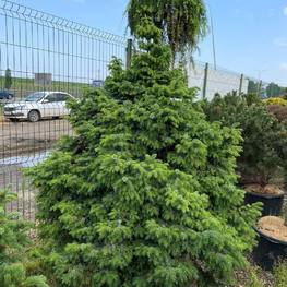 Ель сербская Нана (Nana)