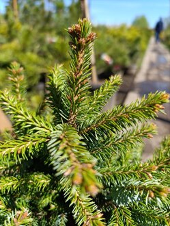 Ель сербская Нана (Nana)