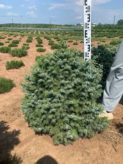 Ель сербская Нана (Nana)