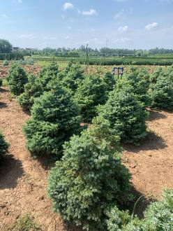 Ель сербская Нана (Nana)