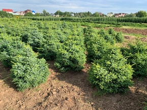 Ель сербская Нана (Nana)