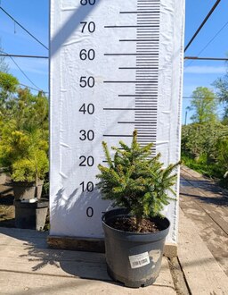 Ель сербская Нана (Nana)