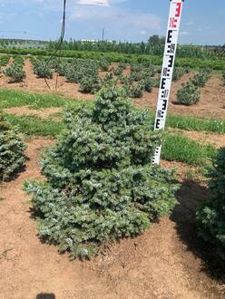 Ель сербская Нана (Nana)