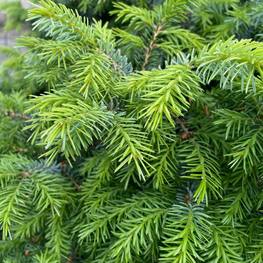 Ель сербская Нана (Nana)