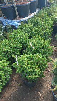 Ель сербская Нана (Nana)