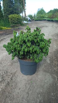 Ель сербская Нана (Nana)