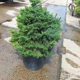 Ель сербская Нана (Nana)