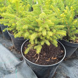 Ель сербская Карел (Karel)