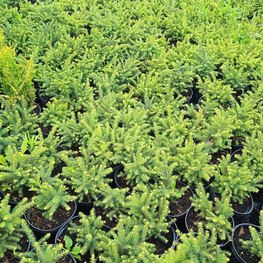 Ель сербская Карел (Karel)