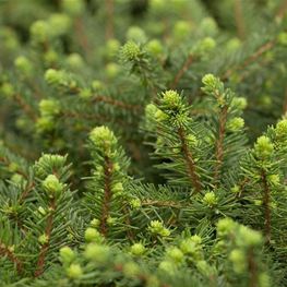 Ель сербская Карел (Karel)