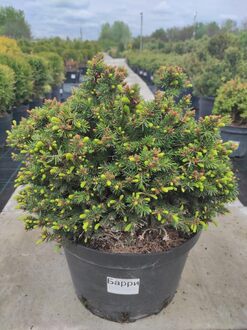 Ель обыкновенная Берри (Barryi)