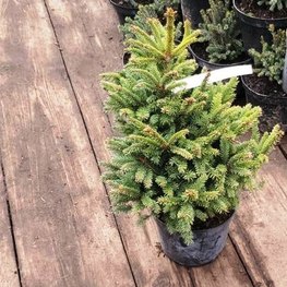 Ель обыкновенная Берри (Barryi)