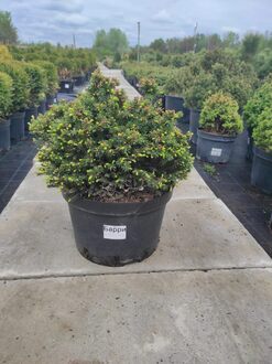 Ель обыкновенная Берри (Barryi)