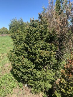 Ель обыкновенная Берри (Barryi)