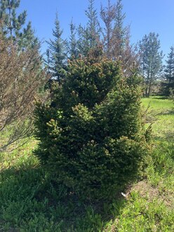 Ель обыкновенная Берри (Barryi)