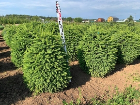 Ель обыкновенная Компакта (Compacta)