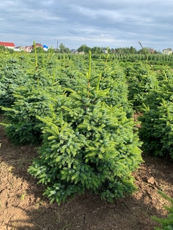 Ель обыкновенная Компакта (Compacta)