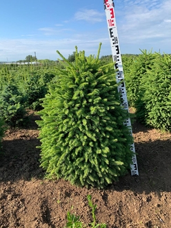 Ель обыкновенная Компакта (Compacta)