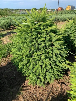 Ель обыкновенная Компакта (Compacta)