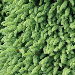 Ель обыкновенная Компакта (Compacta)