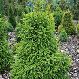 Ель обыкновенная Компакта (Compacta)