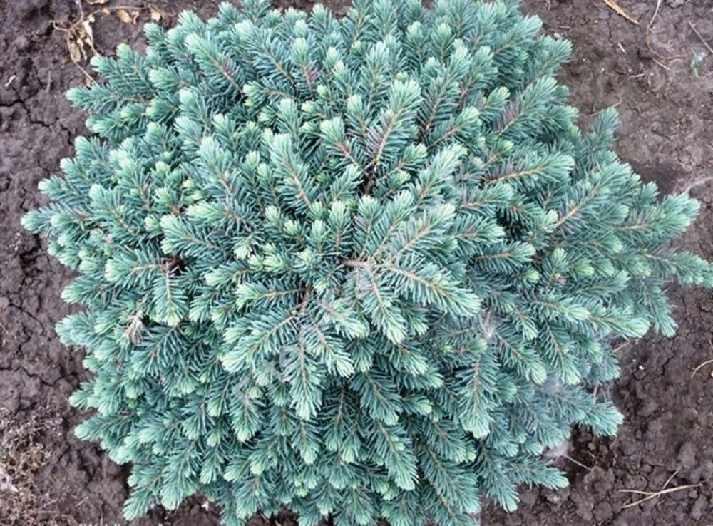 Ель обыкновенная Вальдбрунд (Waldbrund)